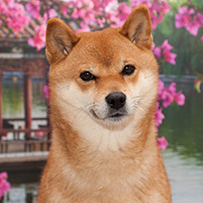 Shiba