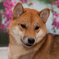 Shiba