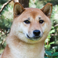 Shiba