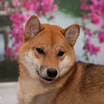 Shiba