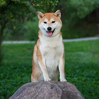 Shiba