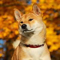 Shiba