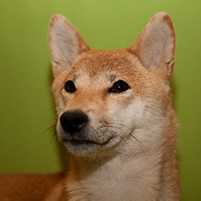 Shiba