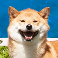 Shiba