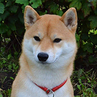 Shiba