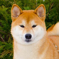 Shiba