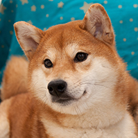 Shiba