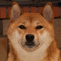 Shiba