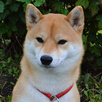 Shiba